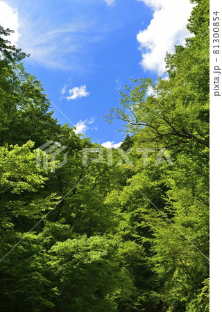 【青森県西目屋村】暗門渓谷の緑 81300854