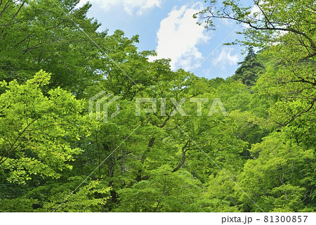 【青森県西目屋村】暗門渓谷の緑 【青森県西目屋村】暗門渓谷の緑 81300857