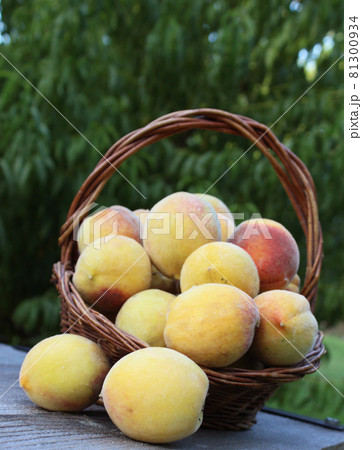 Basket of Fresh Organic Peaches on tableon Organic Farm 81300934