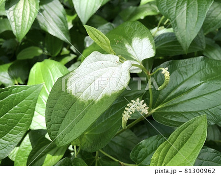 半化粧 半化粧 81300962