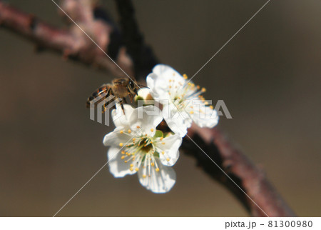 Pear Tree With White Blossoms and Bee Pear Tree With White Blossoms and Bee 81300980