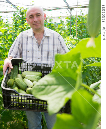 Man gardener holding crate with cucumbers in greenhouse Man gardener holding crate with cucumbers in greenhouse 81301053