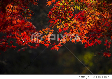 越畑ふるさと村の秋景 越畑ふるさと村の秋景 81301107
