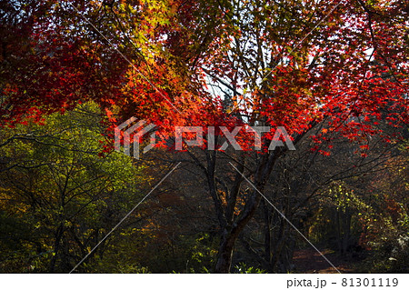 越畑ふるさと村の秋景 81301119