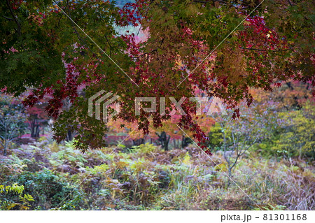 越畑ふるさと村の秋景 越畑ふるさと村の秋景 81301168