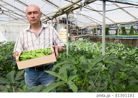 Portrait of man horticulturist holding crate with green okra 81301181