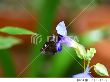 クロセセリ（黒挵）とハナウリクサ（花瓜草） 81301305
