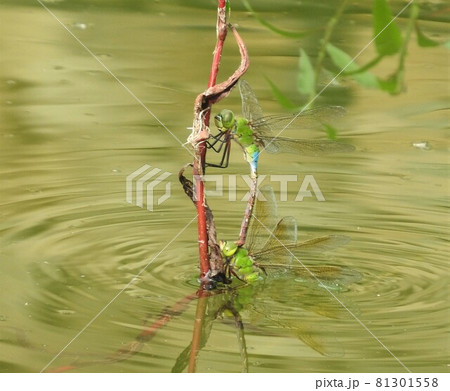 連結して産卵する「ギンヤンマ」ペア 81301558
