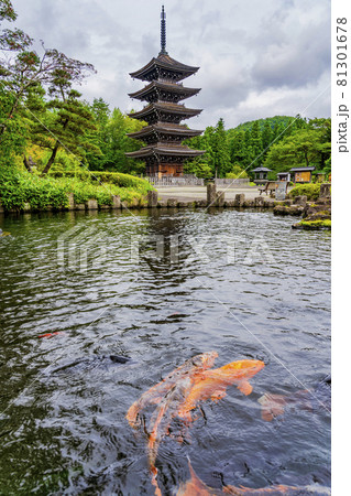 定義如来「西方寺」五重塔と池の鯉　仙台市青葉区 81301678
