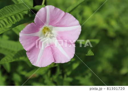 ピンクの昼顔の花 ピンクの昼顔の花 81301720
