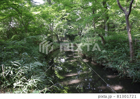 水面のところどころに緑の樹々が写り光があたる川面の小川と光を感じる緑の樹々や草木のある森の風景 水面のところどころに緑の樹々が写り光があたる川面の小川と光を感じる緑の樹々や草木のある森の風景 81301721
