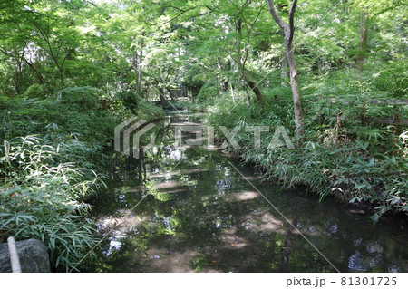 水面のところどころに緑の樹々が写り光があたる川面の小川と陽あふれる緑の樹々や草木の森の風景 水面のところどころに緑の樹々が写り光があたる川面の小川と陽あふれる緑の樹々や草木の森の風景 81301725