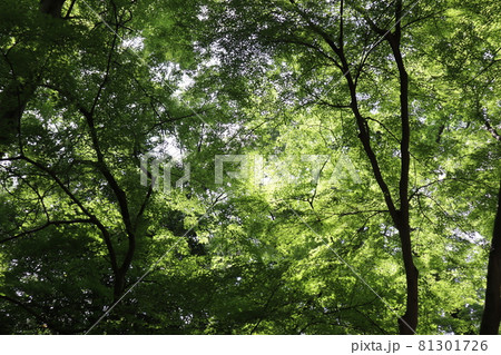 一面の緑深き青もみじの森に太陽の光があたる明るいところのある風景 81301726