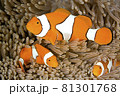 Clown Anemonefish, Amphiprion percula 81301768
