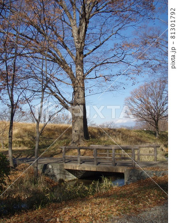 公園 冬 公園 冬 81301792