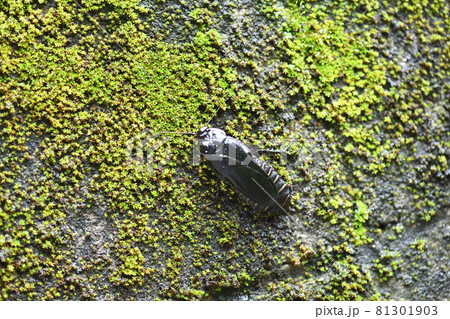 苔の上のオオゴキブリ 81301903