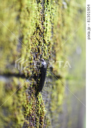 苔の上のオオゴキブリ 苔の上のオオゴキブリ 81301904