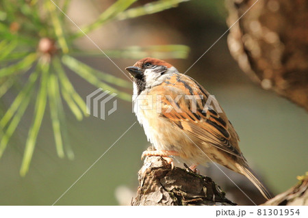 スズメのクローズアップ スズメのクローズアップ 81301954