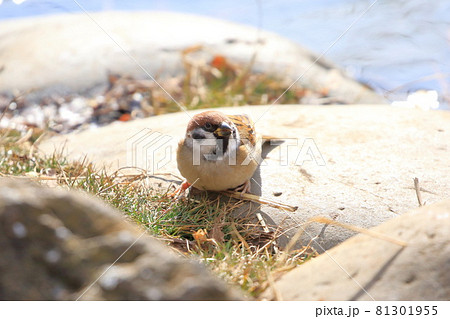 スズメのクローズアップ 81301955