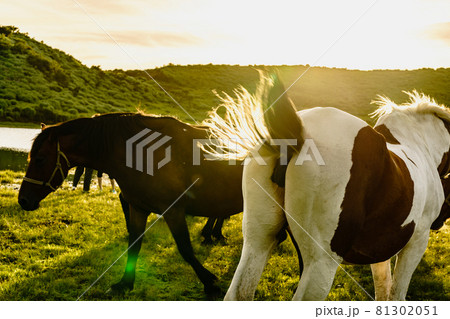 阿蘇市草千里ケ浜の馬 81302051