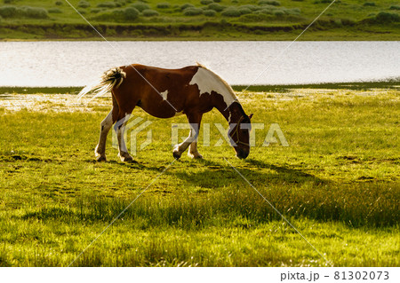 阿蘇市草千里ケ浜の馬 81302073