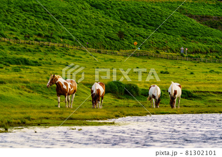 阿蘇市草千里ケ浜の馬 81302101