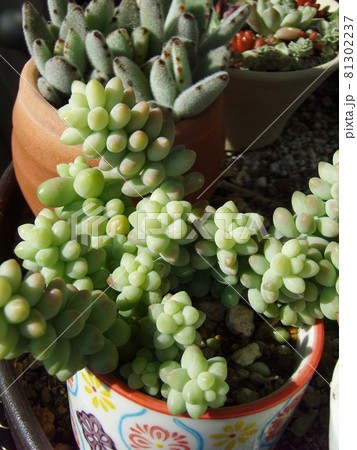 多肉植物　ビアポップ 81302237