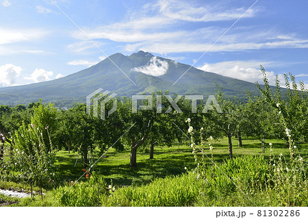 【青森県弘前市】夏の岩木山とリンゴの木 【青森県弘前市】夏の岩木山とリンゴの木 81302286