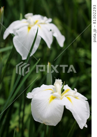 ハナショウブ 81302293