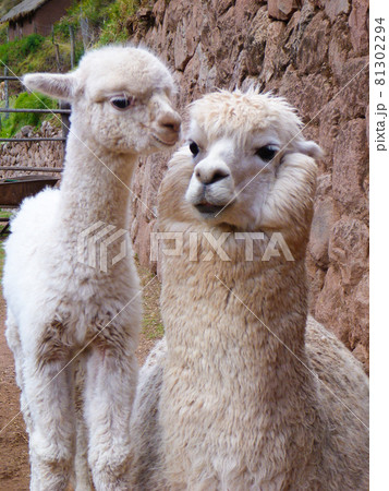 ペルー・クスコ近郊の牧場で白い親子のアルパカが寄り添う様子 81302294