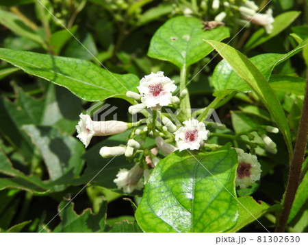 ヘクソカズラ 81302630