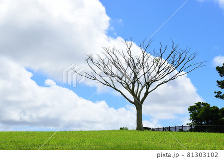 青空と木／沖縄県沖縄市倉敷ダム 81303102