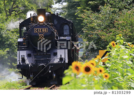 夏の真岡鉄道SL 夏の真岡鉄道SL 81303299