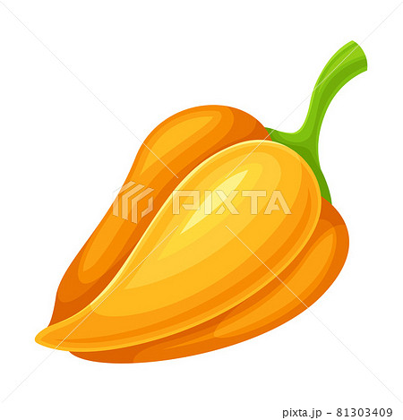 Sweet Orange Bell Pepper Vegetable Ingredient for Culinary Vector Illustration 81303409