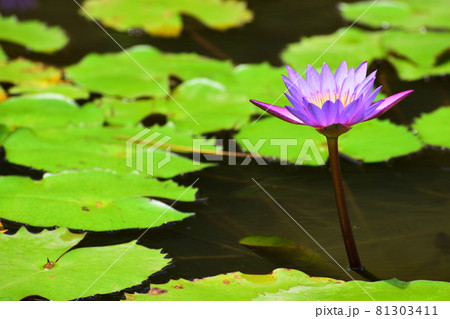 紫色した睡蓮の花／沖縄県沖縄市倉敷ダム 81303411