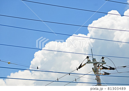 電線と入道雲 81303489