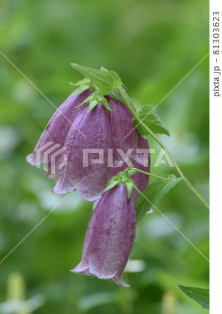 ヤマホタルブクロ 紅紫色の釣鐘型の複数の花の写真素材