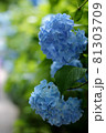 アジサイ 81303709