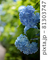 アジサイ 81303747