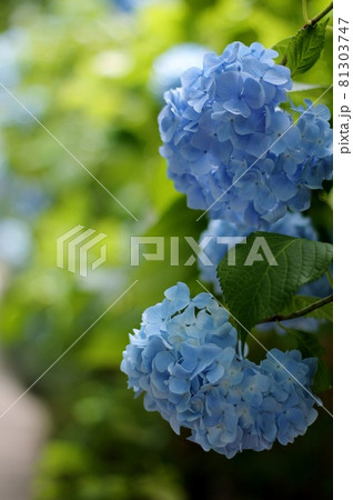 アジサイ 81303747