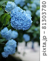 アジサイ 81303780