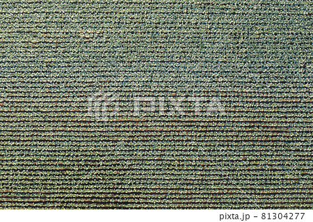 Drone flies over rows of cabbage Drone flies over rows of cabbage 81304277