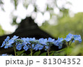 アジサイ 81304352