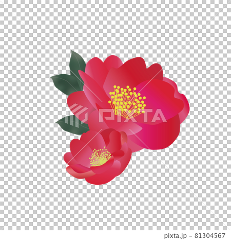 Camellia camellia illustration Camellia camellia illustration 81304567