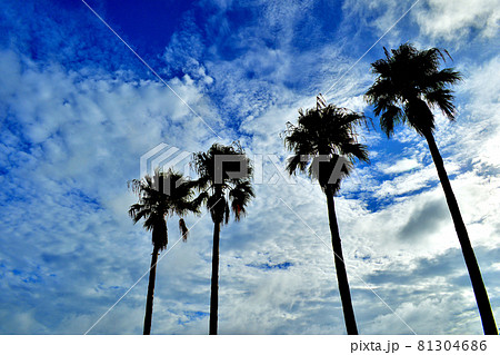 見上げたヤシの木と青い空／沖縄県北谷町 81304686