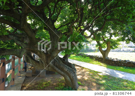 川 河 川辺 81306744