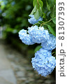 アジサイ 81307393