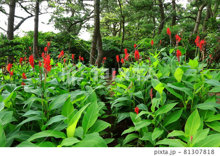 洞窟 ヒマワリ 花 81307818