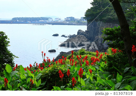 海岸 ヒマワリ 花 81307819