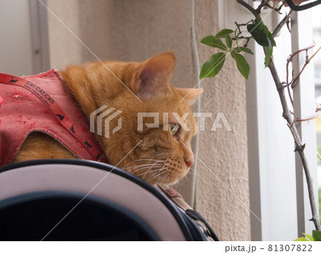 ベランダで耳を澄まし警戒する飼い猫 81307822